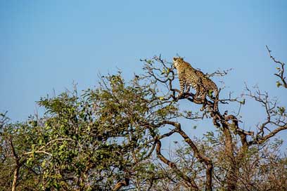 Leopard Travel Wildlife Tiger Picture