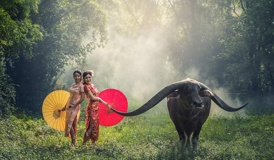 Cambodia Asia Buffalo Lady