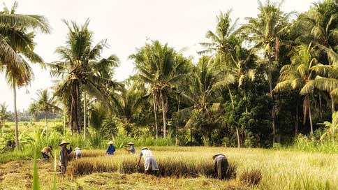 Indonesia Rice-Harvest Fieldwork Bali Picture