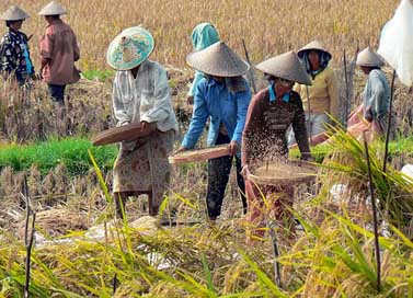 Indonesia Harvest Rice Bali Picture