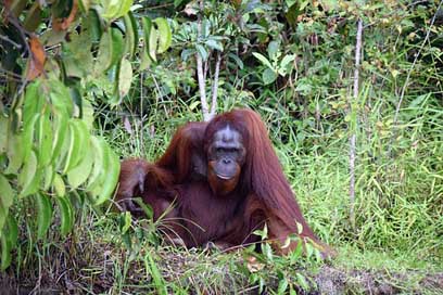 Orang-Utan Indonesia Borneo Kalimantan Picture