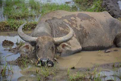 Buffalo Asia Indonesia Rice-Fields Picture