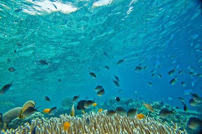 Underwater Tropical Coral Small-Fish Picture