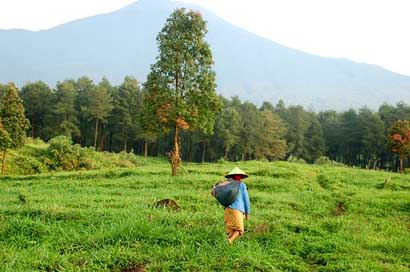 Farm Mount Indonesia Java Picture