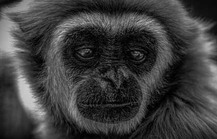 Gibbon Mammal Indonesia Wildlife Picture