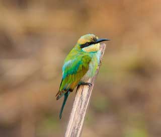 Bird Halmahera-Islands Merops-Ornatus Bee-Dome Picture