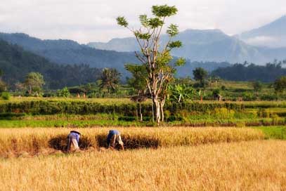 Paddy Rice-Harvest Rice-Cultivation Bali Picture