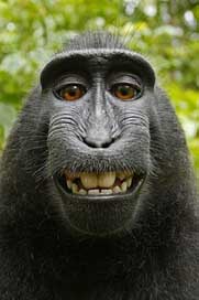 Macaca-Nigra Mammal Self-Portrait Selfie Picture
