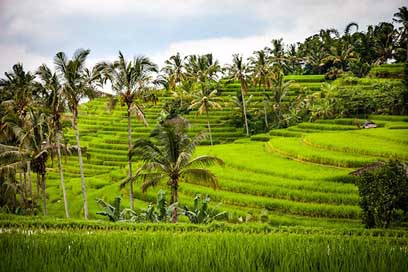 Rice Agriculture Terraces Rice-Terrace Picture