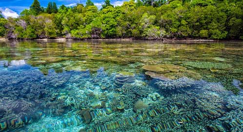 Coast Tropical Transparency Coral-Reefs Picture