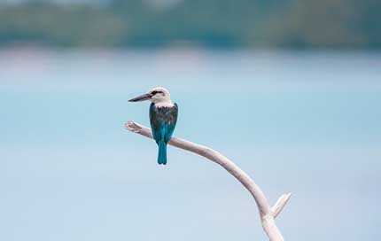 Bird  Widi-Islands Professional-Light-Show-Video Picture