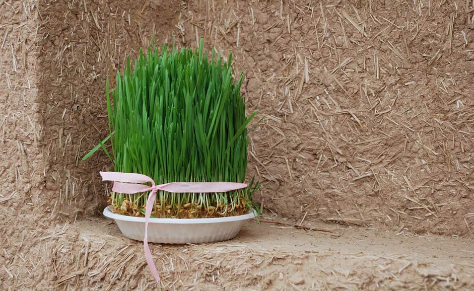 Nature Wall Norooz Grass