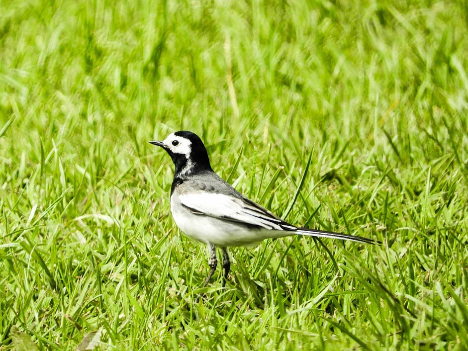 Black-And-White Spring Bird Nature