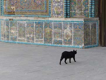 Iran Tile Black Cat Picture