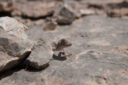 Iran  Desert Gecko Picture