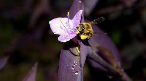 Honey  Iran Bee Picture