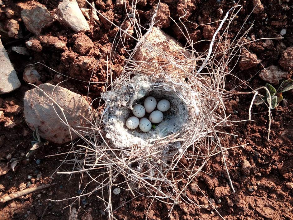  Iraq Kurdistan Beautiful-Bird-Nest-Song-Bird