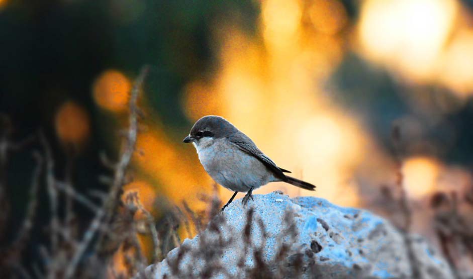 Sunset Nature Sparrow Bird