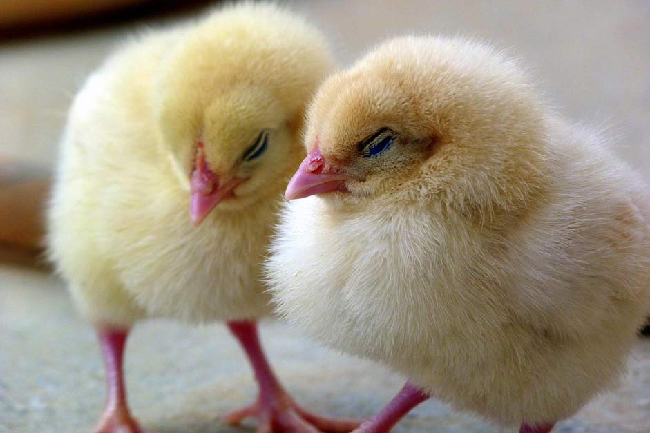 Bird Chicken Chick Chicks