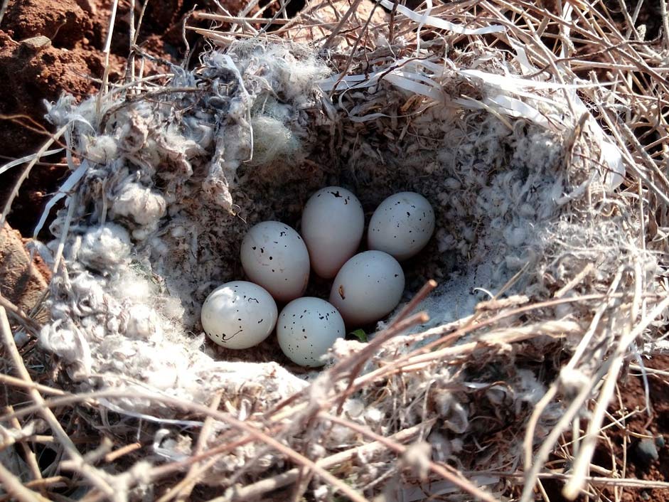 Kurdistan Song-Bird Nest Egg