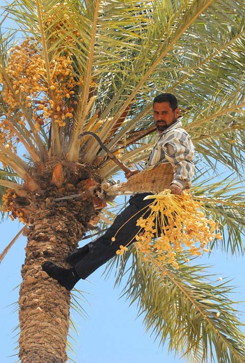Man Harvesting Date-Tree Iraq