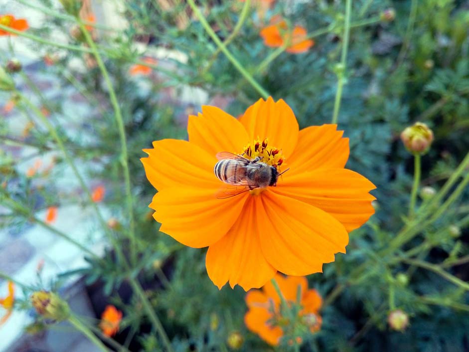 Bee Hang Iraq Kurdistan