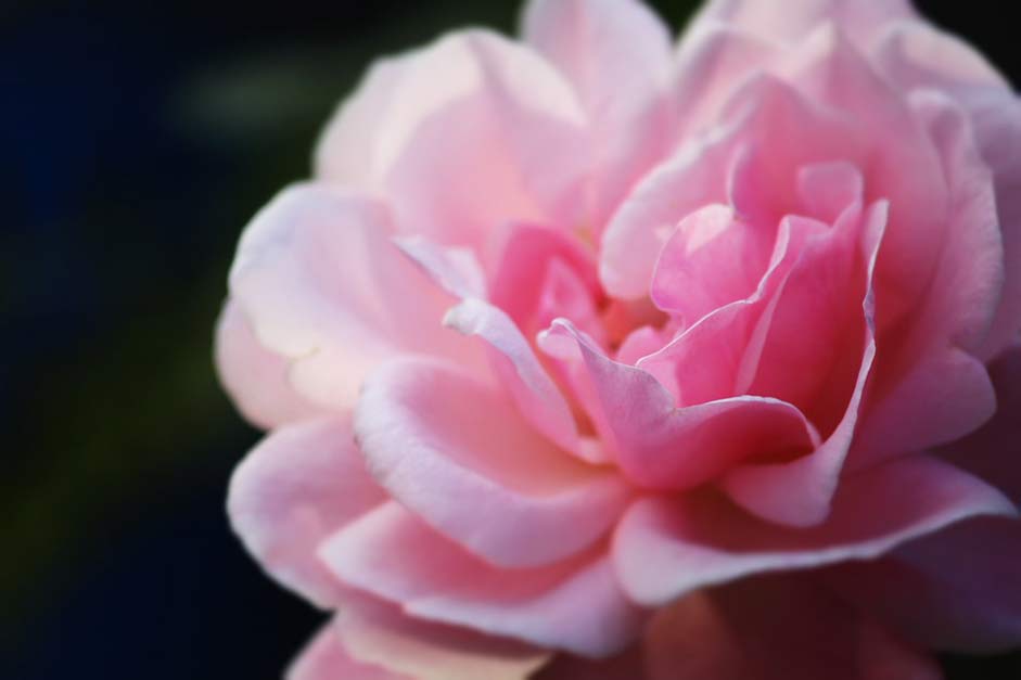 Nature Garden Pink Rose