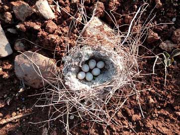 Beautiful-Bird-Nest-Song-Bird  Iraq Kurdistan Picture