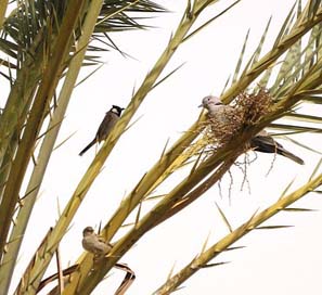 Tree Birds Branch Date-Palm Picture