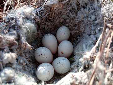 Egg Kurdistan Egg-Of-Bird Bird Picture