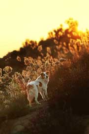 Dog Sun Orange Sunset Picture