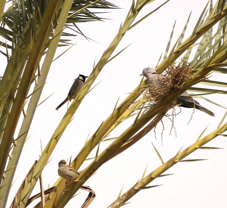 Birds Branch Date-Palm Tree