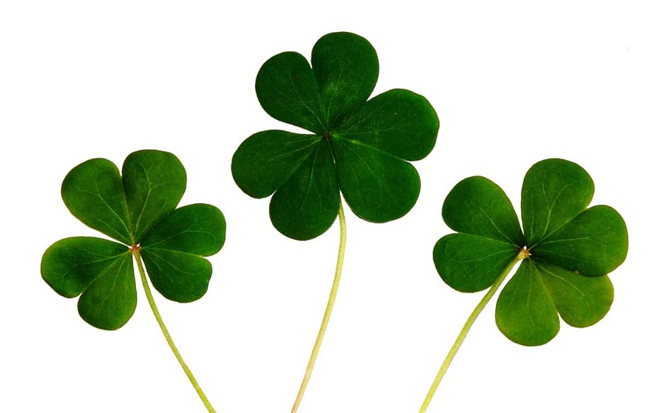 Day Irish Shamrocks Clover