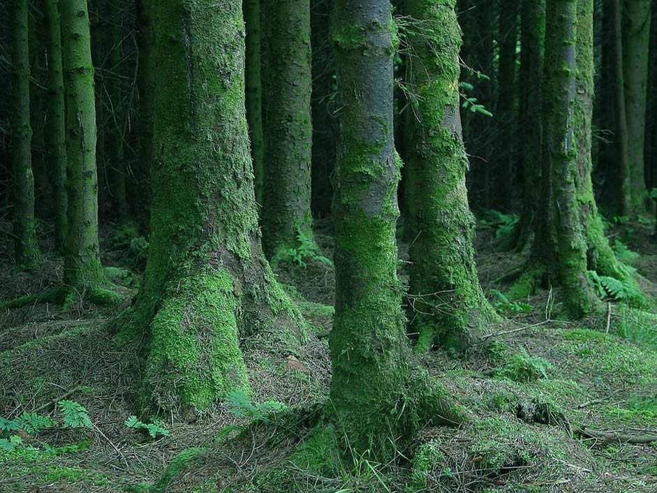 Moist Moss Trees Forest
