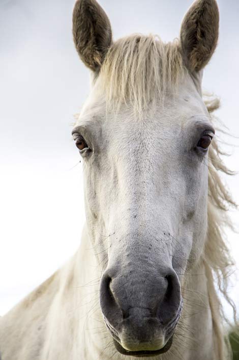 Ireland Irish-Horse White-Horse Horse-Print
