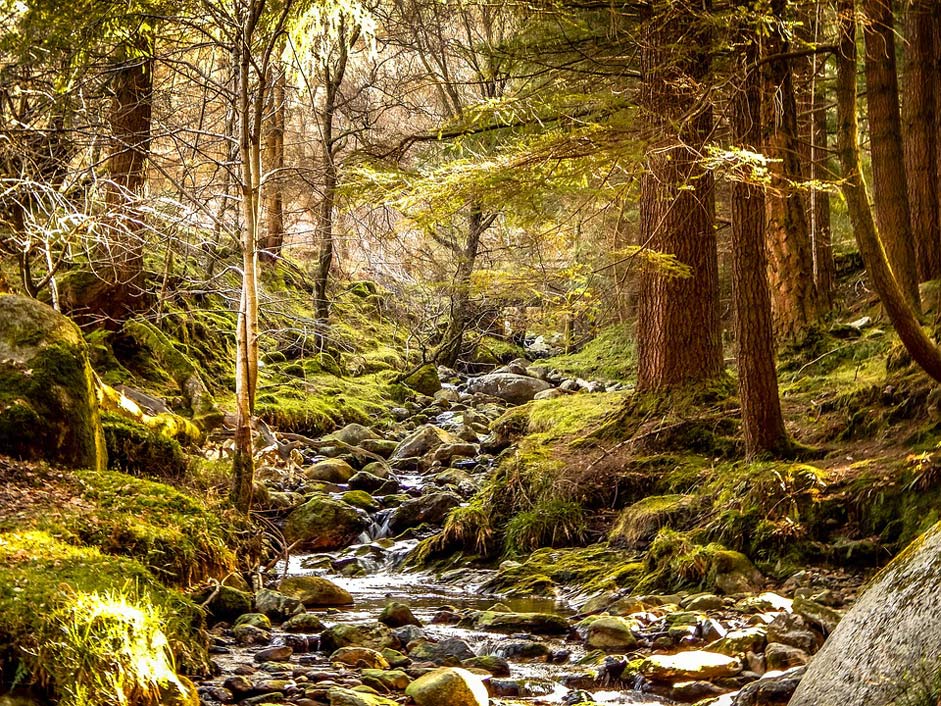 Green Nature Forest Ireland