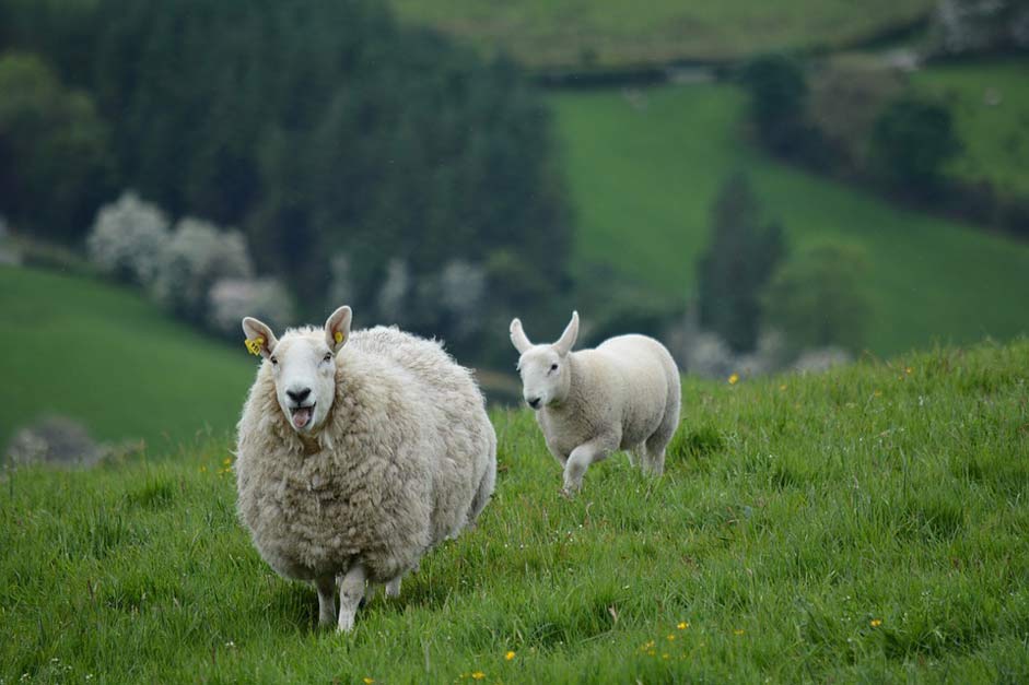 Ireland Sheep Animals Nature