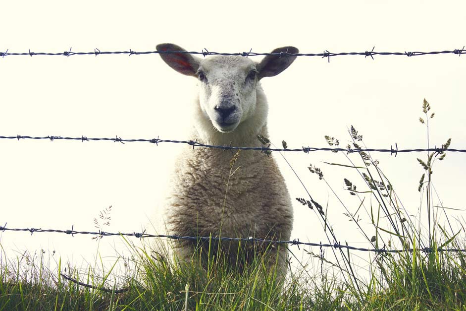  Animal Ireland Sheep
