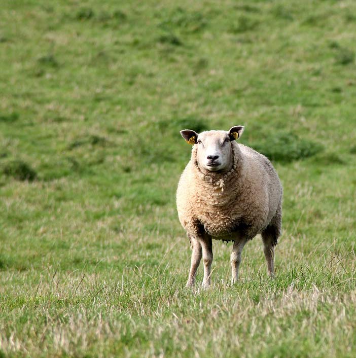 One Livestock Mammals Sheep