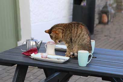 Ireland Tee Coffee Cat Picture