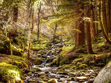 Ireland Green Nature Forest Picture