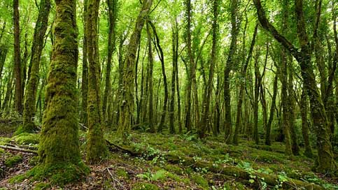 Ireland Nature Tree Forest Picture