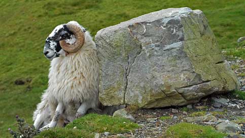 Ireland Stone Relaxed Goat Picture