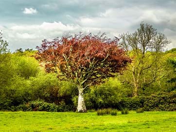 Tree Nature Landscape Green Picture