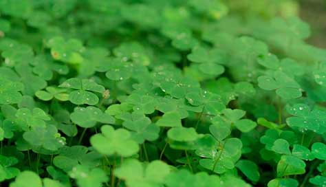Klee Nature Luck Shamrocks Picture