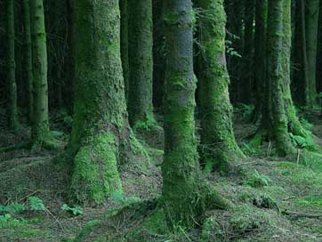Forest Moist Moss Trees Picture