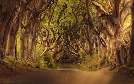 Trees Landscape Northern-Ireland Road Picture