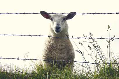 Sheep  Animal Ireland Picture