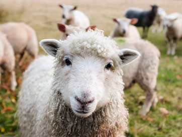 Ireland Livestock Lambs Sheep Picture