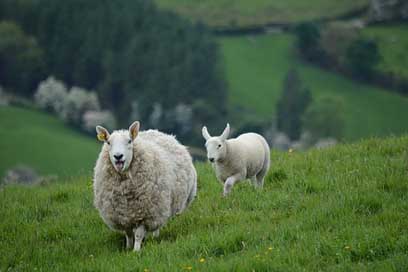 Nature Ireland Sheep Animals Picture